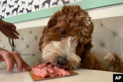 A dog eats a dish at the Dogue restaurant in San Francisco, Sunday Oct. 23, 2022. For $75 dollars per pup, doggie diners get a multiple-course "bone appetite" meal featuring dishes like chicken skin waffles and filet mignon steak tartar with quail egg. (AP Photo/Haven Daley)