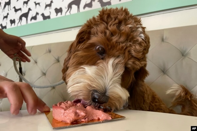 A dog eats a dish at the Dogue restaurant in San Francisco, Sunday Oct. 23, 2022. For $75 dollars per pup, doggie diners get a multiple-course "bone appetite" meal featuring dishes like chicken skin waffles and filet mignon steak tartar with quail egg. (AP Photo/Haven Daley)