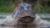 ARCHIVO - Un hipopótamo nada en el río Magdalena en Puerto Triunfo, Colombia, el 16 de febrero de 2022.