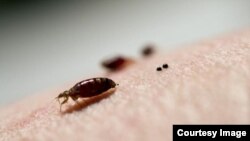 It turns out, the insecticides used to kill bedbugs don't even scratch the surface, a study by Virginia Tech and New Mexico State University found.