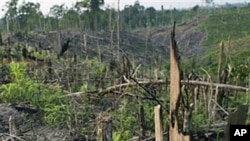 Trees smolder after a clearing fire near Bukit tiga puluh natural forest in Riau, Central Sumatra, Indonesia (file photo)