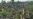 Indonesia Hopes to Sell Carbon Credits for Its Forests