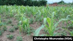 Champ agricole de Kabezi au Burundi, le 2 février 2017