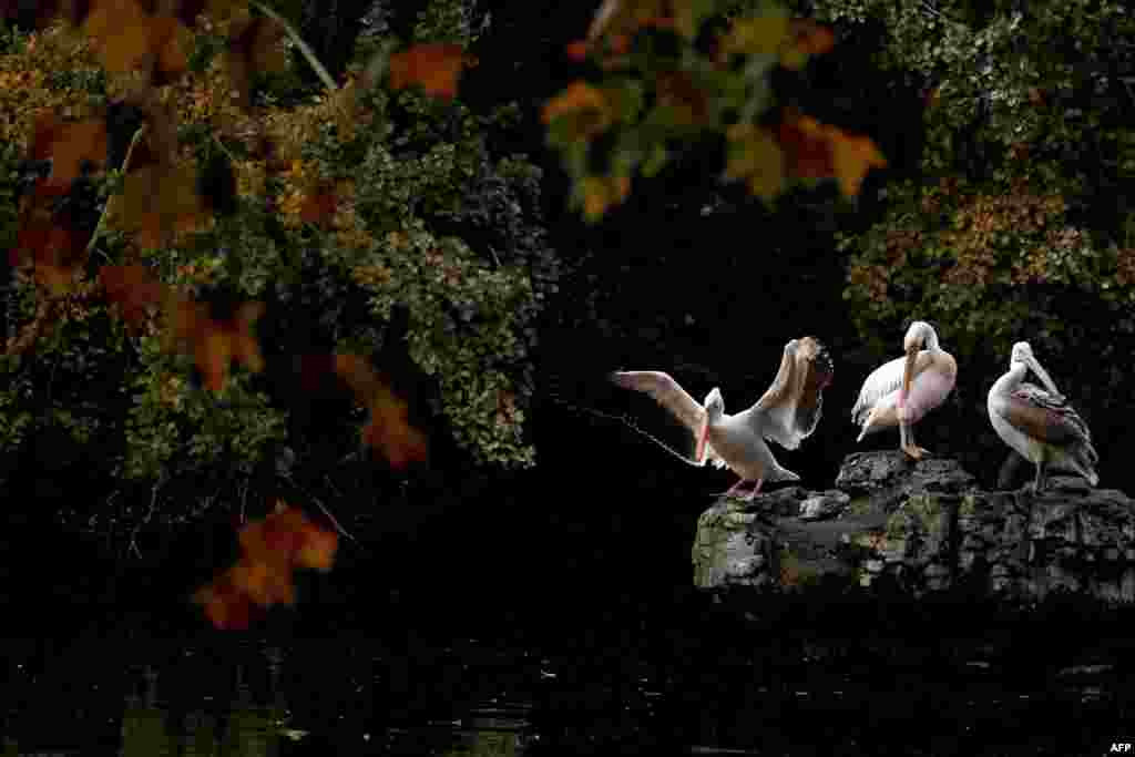 Pelicans are seen in St. James&#39;s Park in central London.