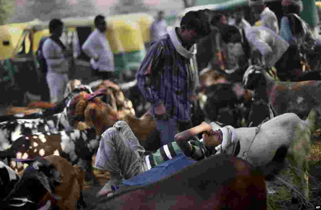 A young Indian livestock seller lies at a market place as he is surrounded by goats while waiting for customers ahead of the Muslim festival of Eid al-Adha in New Delhi, India, October. 26, 2012. 