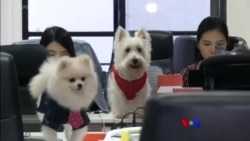 သခင်နဲ့အတူအလုပ်တက်တဲ့ ခွေးလေးတွေ၊ တရုတ်နိုင်ငံက ဖန်သားတံတား