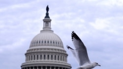 Seekor burung tampak terbang di atas gedung Capitol di Washington, pada 10 November 2024. (Foto: Reuters/Hannah McKay)