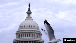 Seekor burung tampak terbang di atas gedung Capitol di Washington, pada 10 November 2024. (Foto: Reuters/Hannah McKay)