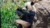 Is ‘Panda Diplomacy’ Coming to an End?