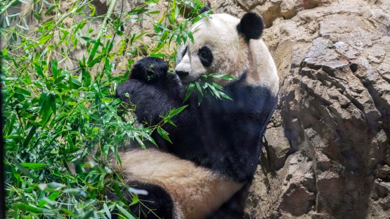 Is ‘Panda Diplomacy’ Coming to an End?