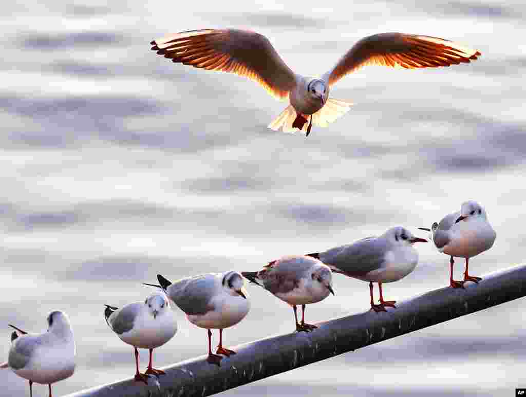 A gull tries to land on an occupied pole at the river Main in Frankfurt, Germany.