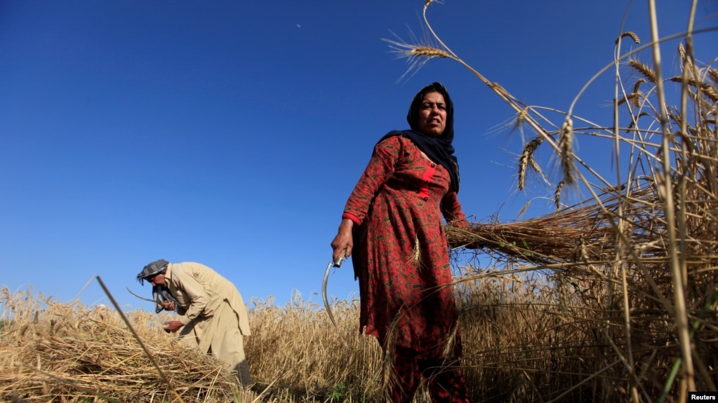 Para petani tampak sedang memanen gandum di ladang di pinggiran Islamabad, Pakistan, 23 April 2018 (foto: Reuters/Faisal Mahmood)