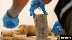 FILE - A Thai forensic expert collects a DNA sample from a confiscated elephant tusk from Malawi at Suvarnabhumi International Airport in Bangkok, Thailand on March 7, 2017.