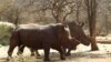 Nam Phi kêu gọi quốc tế giúp đỡ chấm dứt nạn săn trộm tê giác