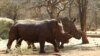 Bad Medicine: Rhino Horn Consumers Risk Death