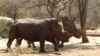 FILE - Rhinos with cut horns walk at a farm in Musina, Limpopo province, South Africa. 