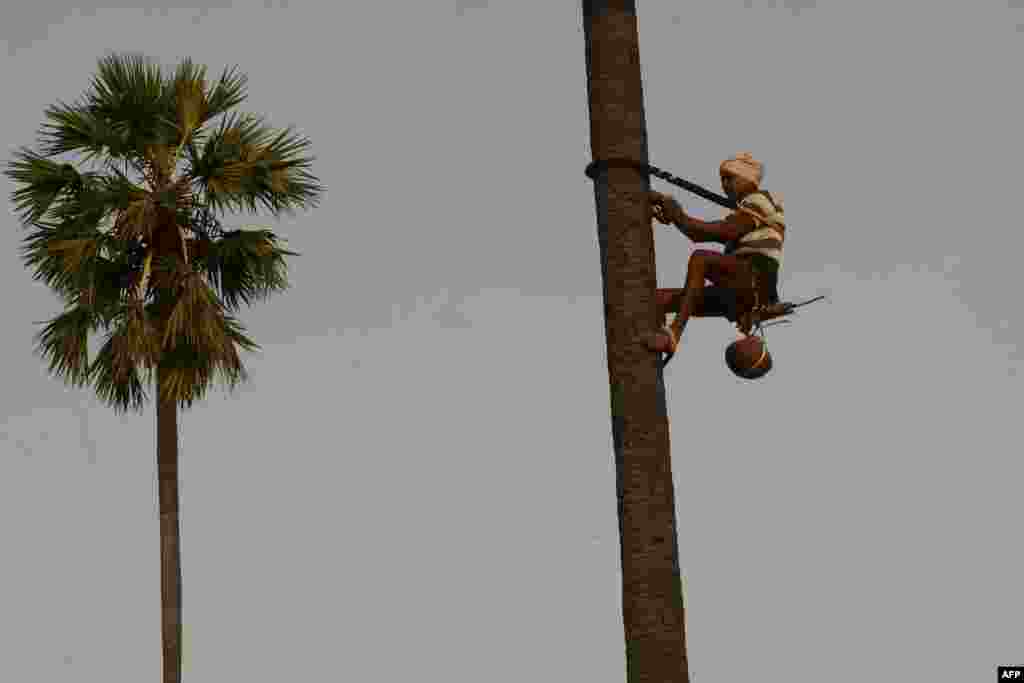 A toddy tapper comes down from a palm tree after collecting sap to make Arak, an alcoholic drink, on the outskirts of Hyderabad, India.