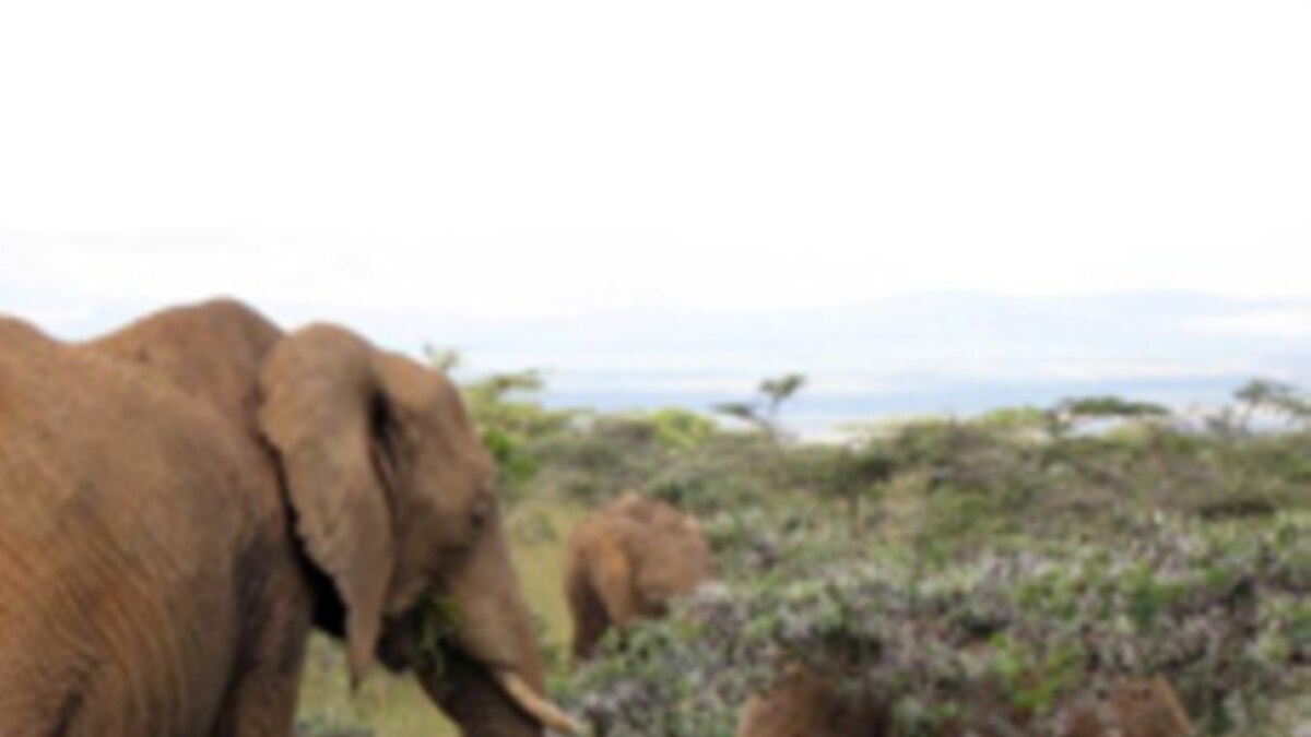 ants-take-on-elephants-in-african-savanna