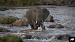An elephant takes a drink as it cautiously crosses the Mara River in the Maasai Mara, Kenya, July 6, 2015. 