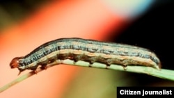 Chenille légionnaire (Spodoptera exempta).