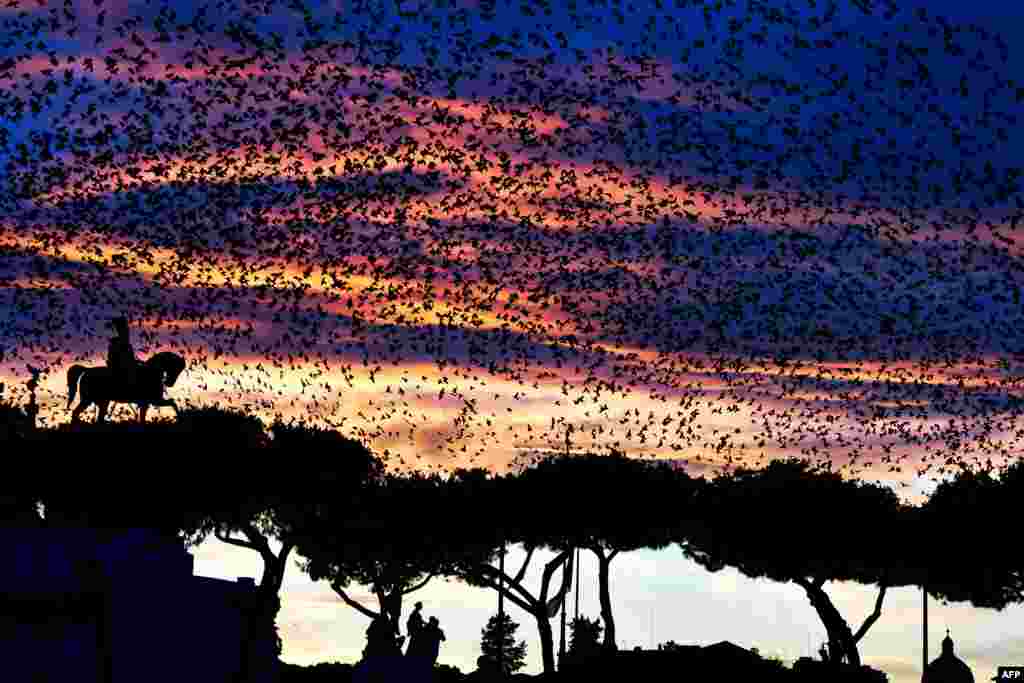A swarm of starlings flies over the Altare della Patria monument (Unknown soldier) in the city center of Rome, Italy, during sunset.