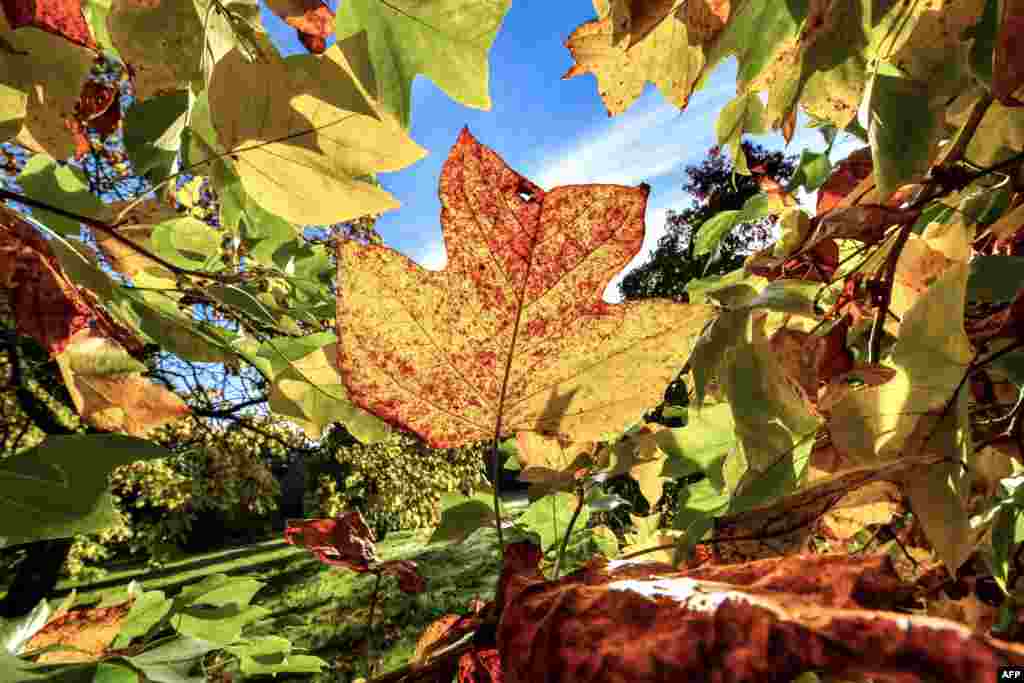 Daun-daun musim gugur yang berganti warna terlihat di taman di kota Scrignac, Perancis utara.