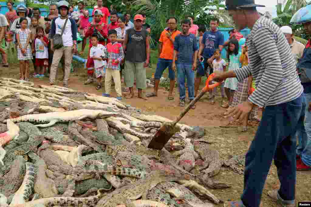 Warga setempat menyaksikan bangkai-bangkai buaya di sebuah peternakan yang tewas akibat dibantai oleh massa yang marah, setelah seorang pria warga setempat tewas akibat diserang buaya di Kabupaten Sorong, Papua Barat. (Foto: Antara).