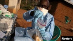 L'écologiste James Koninga fait des recherche sur la fièvre de Lassa dans le village de Jormu, dans le sud-est de la Sierra Leone, le 8 février 2011.