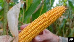 Le MON810, épi de maïs transgénique créé par la compagnie Monsanto.