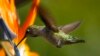 Birds of a Feather, Hummingbird Family Tree Unveiled