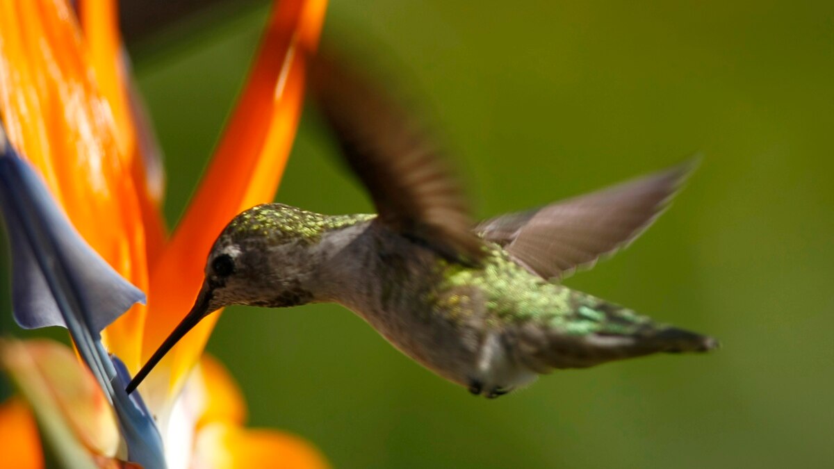 birds hummingbirds that look like