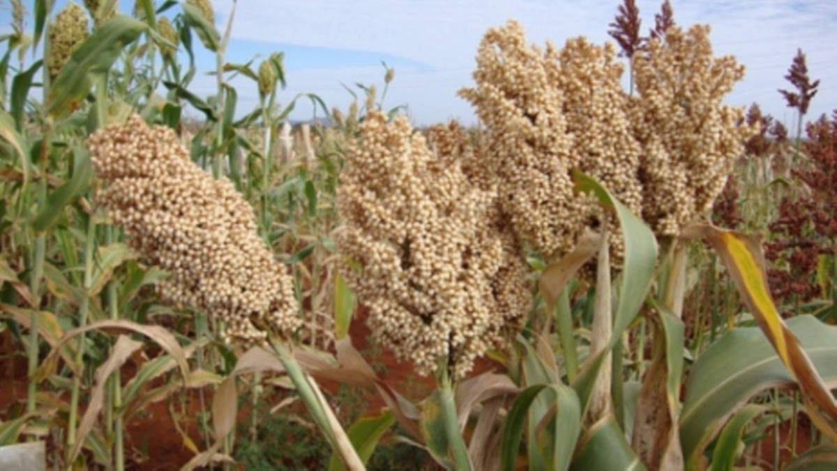 Nigerian Project Aims to Boost and Millet Production