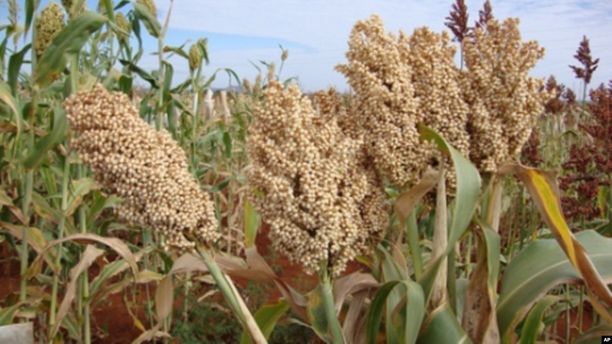 Nigerian Project Aims to Boost and Millet Production