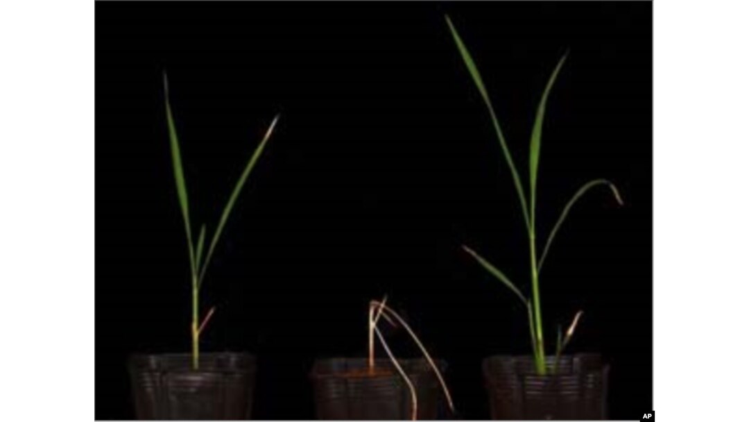 Two salt-tolerant rice varieties developed with the new methods. The parent variety, in the middle, is not salt-tolerant.