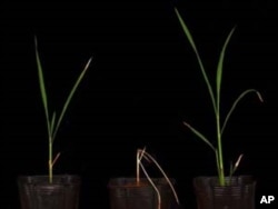 Two salt-tolerant rice varieties developed with the new methods. The parent variety, in the middle, is not salt-tolerant.