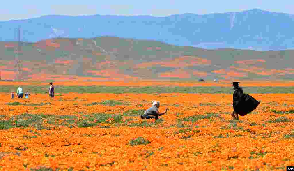 A girl stands for pictures in her special graduation clothing in poppy fields near the Antelope Valley California Poppy Reserve in Lancaster, California.