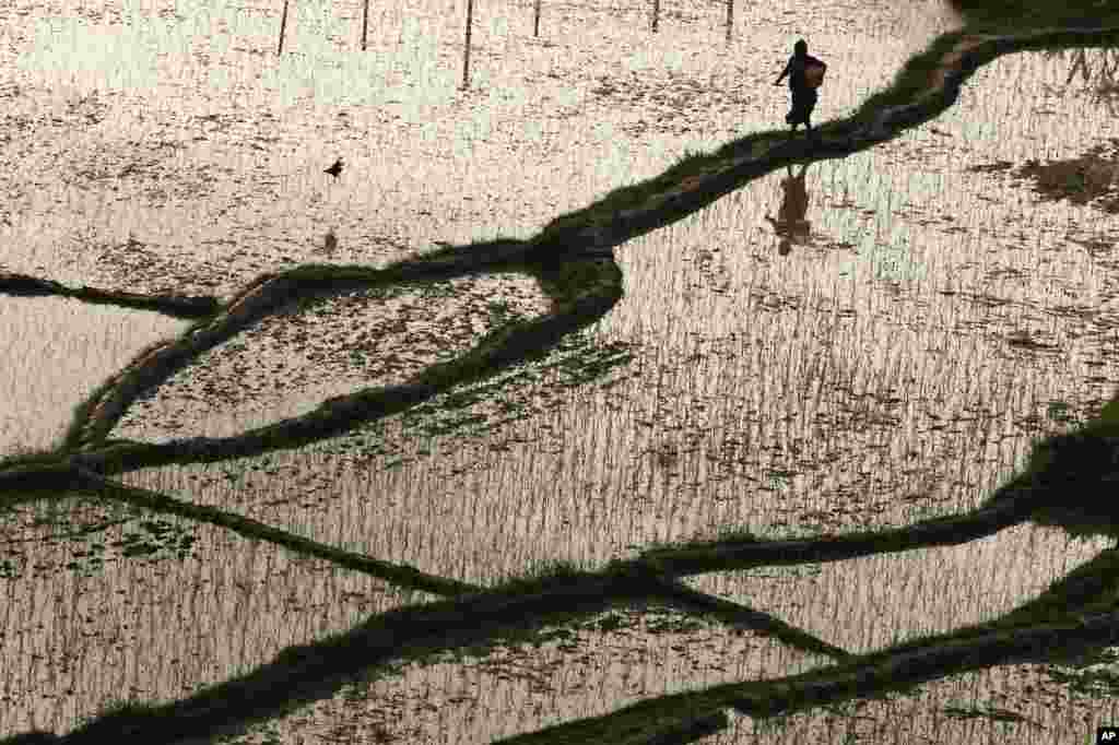 A Nepalese farmer walks through a paddy field in Kathmandu.