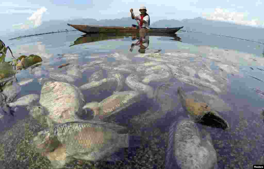 A fisherman rides in a wooden boat as dead fish are seen at Maninjau lake in Agam regency, West Sumatra province, Indonesia, in this image taken by Antara Foto.