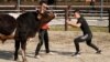 Chinese Bullfighters Bring Martial Arts to Their Sport