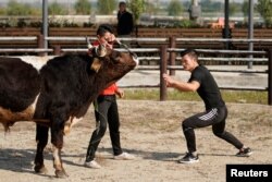 Bullfighter Ren Ruzhi, 24, fights with a bull during a practice session at the Haihua Kung-fu School in Jiaxing, Zhejiang province, China October 27, 2018. Picture taken October 27, 2018. REUTERS/Aly Song
