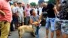 Aktivis Hak Hewan Persoalkan Festival Daging Anjing China
