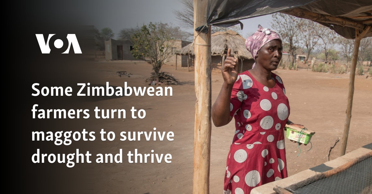 Some Zimbabwean farmers turn to maggots to survive drought and thrive