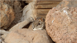 This photo represents the northern-most documentation of the Somali Sengi. This occurrence locality expands the known range of the species considerably. (PHoto by Houssein Rayaleh, Association Djibouti Nature)
