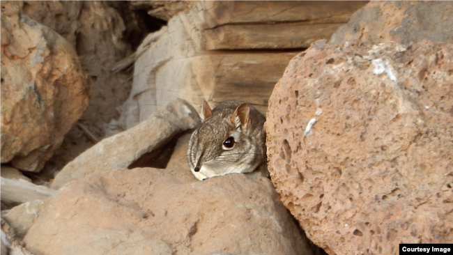 This photo represents the northern-most documentation of the Somali Sengi. This occurrence locality expands the known range of the species considerably. (PHoto by Houssein Rayaleh, Association Djibouti Nature)