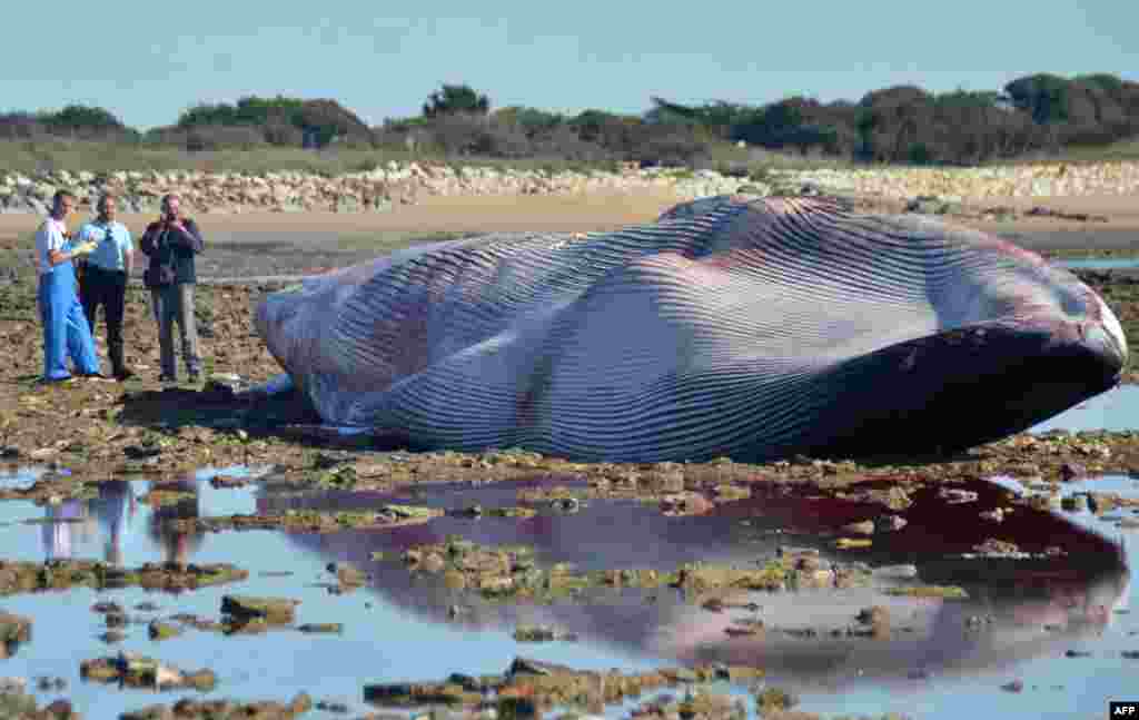 Men stand next to the carcass of a stranded fin whale at the beach of Ars-en-Re, at Pointe de Grignon, on Ile de Re island, western France.