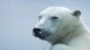 Genetic Survey Shows Polar Bears Evolved Far Earlier Than Previously Recognized