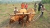 FAO ส่งเสริมการใช้สัตว์ในงานลากเกวียนและงานเกษตรกรรมในคองโกแทนแรงงานคน 
