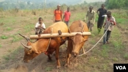 Bulls plough at Mbankana in western DRC, July 26, 2015. (N. Long/VOA)