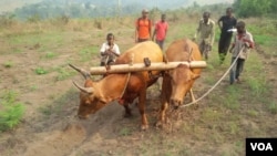 Bulls plough at Mbankana in western DRC, July 26, 2015. (N. Long/VOA)