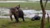 Cari Makan ke Luar Hutan, 7 Gajah Mati Tersengat Listrik